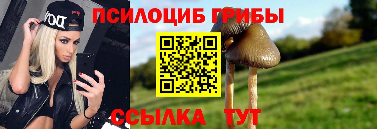 Галлюциногенные грибы Psilocybe  Владикавказ 